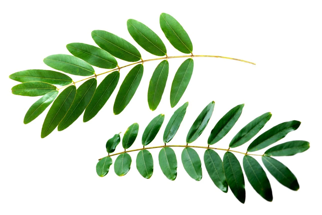 Senna Leaf (Cassia angustifolia) used in Mangal Prabhat (Laxative Churan)